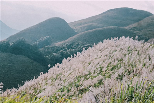 BÌNH LIÊU - MÙA HOA CỎ LAU